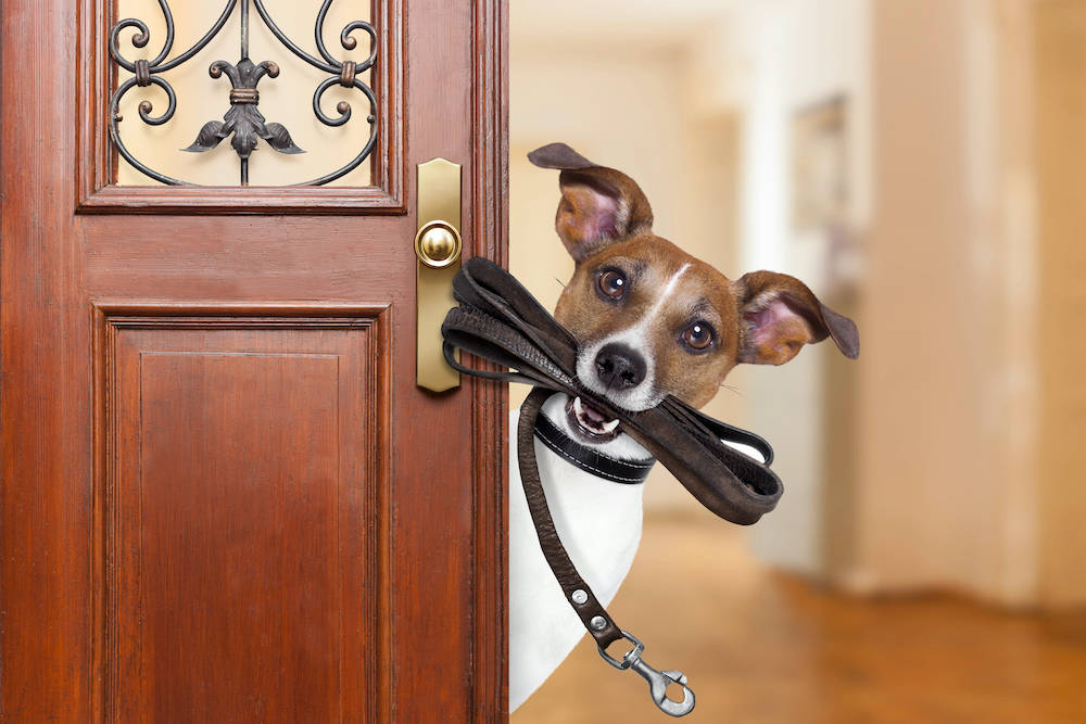 Hund hält eine Leine im Maul und schaut hinter einer Haustür vor